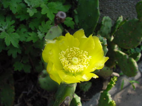 跡見群芳譜(外来植物譜 サボテン)